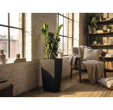 Ghiveci înalt pătrat cu aspect de ratan închis la culoare cu o plantă Zamioculcas într-o cameră luminoasă cu perete de cărămidă albă.