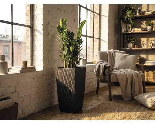 Ghiveci înalt pătrat cu aspect de ratan închis la culoare cu o plantă Zamioculcas într-o cameră luminoasă cu perete de cărămidă albă.
