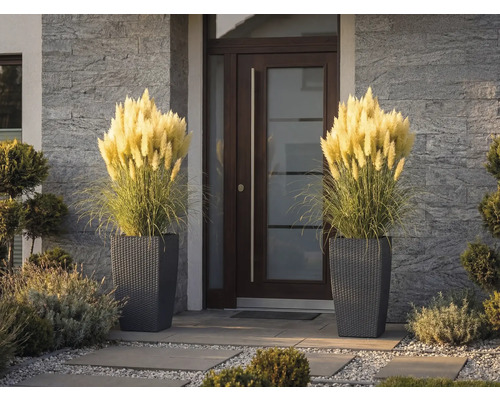 Două ghivece înalte cu aspect împletit și iarbă de pampas decorativă lângă o ușă de intrare modernă cu perete de piatră.