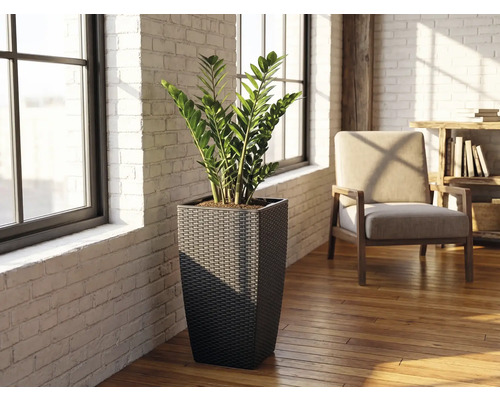 Ghiveci înalt pătrat împletit cu o plantă Zamioculcas într-o cameră luminoasă cu pereți din cărămidă albă și podea din lemn.