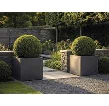 Două ghivece mari pătrate de culoare antracit cu arbuști sferici de cimișir într-o grădină modernă cu zid de piatră și alee de pietriș.