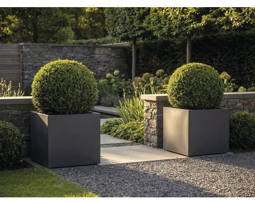 Două ghivece mari pătrate de culoare antracit cu arbuști sferici de cimișir într-o grădină modernă cu zid de piatră și alee de pietriș.