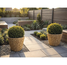 Grădină modernă cu două jardiniere împletite cu arbuști sferici pe o alee de piatră lângă un gard de lemn și zone cu pietriș.