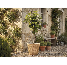 Smochin într-un coș împletit în fața unui perete de piatră rustic într-o grădină cu ghivece de ierburi și o bancă de lemn pe pietriș.