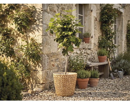 Smochin într-un coș împletit în fața unui perete de piatră rustic într-o grădină cu ghivece de ierburi și o bancă de lemn pe pietriș.