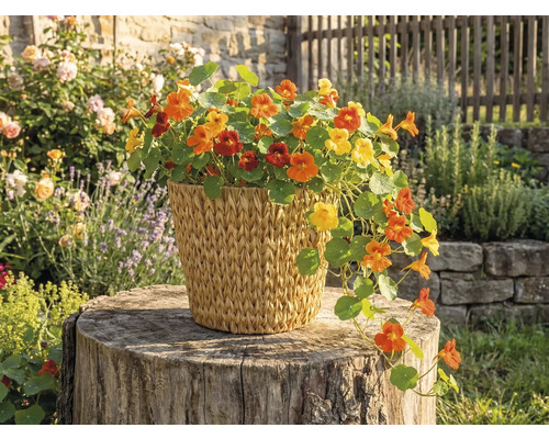 Condurul-doamnei cu flori galbene și portocalii într-un coș împletit pe un trunchi de copac în grădină.