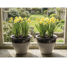 Două ghivece de ceramică cu narcise galbene pe un pervaz de piatră cu vedere spre o grădină luminoasă.