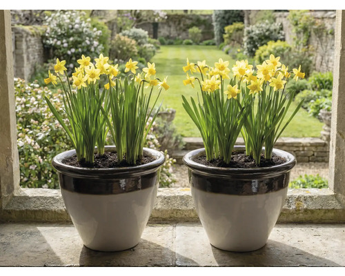 Două ghivece de ceramică cu narcise galbene pe un pervaz de piatră cu vedere spre o grădină luminoasă.