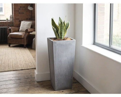 Limba soacrei FloraSelf Sansevieria trifasciata Superba H | HORNBACH