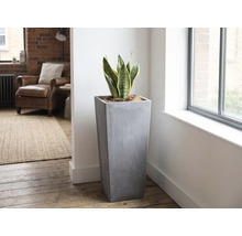 Ghiveci înalt, pătrat, cu aspect de beton gri, cu Sansevieria într-o cameră de zi luminoasă și modernă, lângă o fereastră.