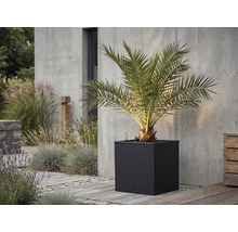 Palmier într-o jardinieră pătrată de culoare închisă cu aspect împletit pe o terasă din piatră în fața unui perete de beton.
