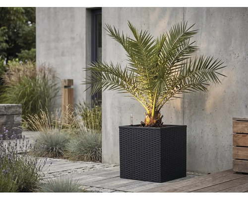 Palmier într-o jardinieră pătrată de culoare închisă cu aspect împletit pe o terasă din piatră în fața unui perete de beton.