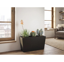 Jardinieră neagră dreptunghiulară cu cactuși și plante suculente într-o cameră de zi luminoasă cu podea din lemn și ferestre mari.