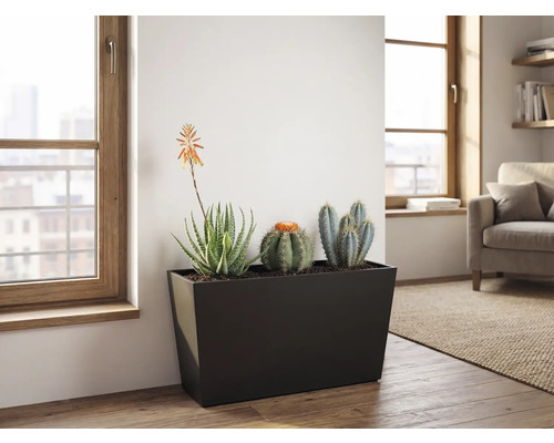 Jardinieră neagră dreptunghiulară cu cactuși și plante suculente într-o cameră de zi luminoasă cu podea din lemn și ferestre mari.