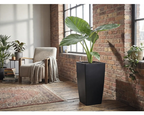 Ghiveci înalt și pătrat de culoare neagră cu o plantă mare Alocasia într-o sufragerie luminoasă cu perete de cărămidă.