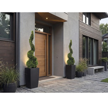 Intrare modernă în casă cu ușă din lemn, doi cimișiri în spirală în ghivece negre înalte și iarbă ornamentală pe pavaj de piatră.