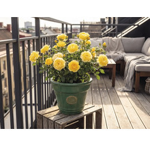 Trandafiri galbeni într-un ghiveci din ceramică verde pe un balcon luminos cu pardoseală din lemn, mobilier de grădină și balustradă metalică.