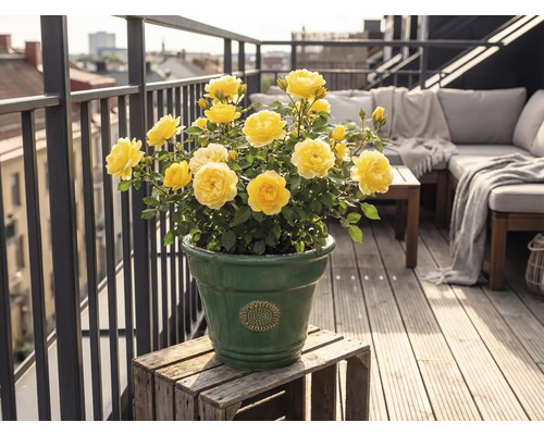 Trandafiri galbeni într-un ghiveci din ceramică verde pe un balcon luminos cu pardoseală din lemn, mobilier de grădină și balustradă metalică.