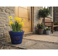 Ghiveci albastru din ceramică cu narcise galbene în fața unei uși de intrare din lemn lângă un perete de piatră pe o terasă pavată.