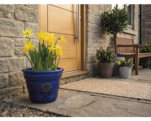 Ghiveci albastru din ceramică cu narcise galbene în fața unei uși de intrare din lemn lângă un perete de piatră pe o terasă pavată.