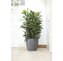 Plantă mare de interior mereu verde într-un ghiveci rotund gri pe o podea de lemn într-o cameră luminoasă.