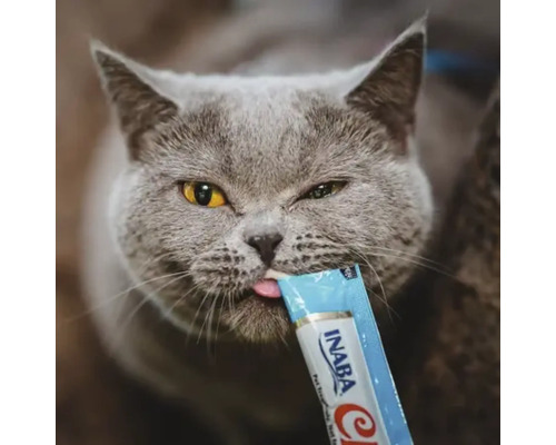 Pisică gri care linge o gustare pentru pisici Inaba dintr-un pachet albastru.