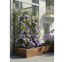 Clematis cățărătoare cu flori mov într-o jardinieră mare dreptunghiulară din metal pe o terasă modernă.