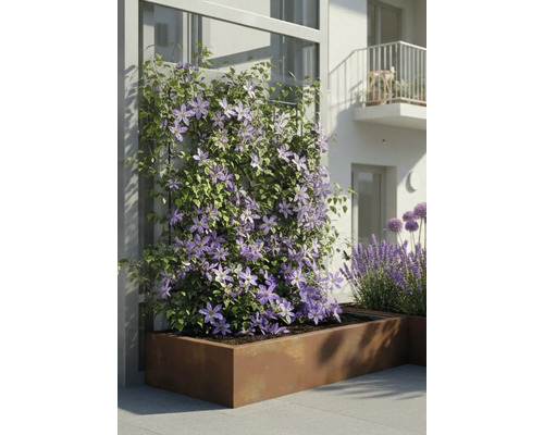 Clematis cățărătoare cu flori mov într-o jardinieră mare dreptunghiulară din metal pe o terasă modernă.