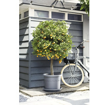 Citrice mediteraneene într-un ghiveci din plastic gri în fața unei căsuțe de grădină din lemn, lângă o bicicletă.