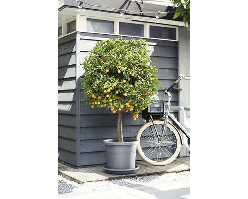 Citrice mediteraneene într-un ghiveci din plastic gri în fața unei căsuțe de grădină din lemn, lângă o bicicletă.
