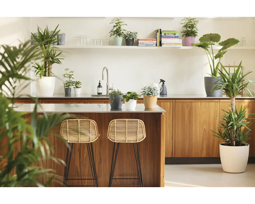 Bucătărie modernă luminoasă cu insulă din lemn, două scaune de bar din ratan și diverse plante de interior în ghivece decorative.