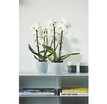 Două orhidee Phalaenopsis albe în ghivece gri pe un raft lângă sfeșnice și cărți, design modern.