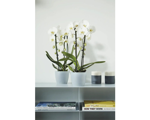 Două orhidee Phalaenopsis albe în ghivece gri pe un raft lângă sfeșnice și cărți, design modern.
