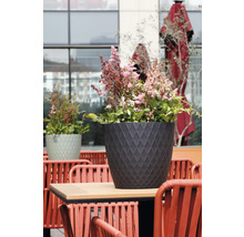 Astilbe într-un ghiveci de flori de culoare antracit cu un model de romburi pe o masă în aer liber.