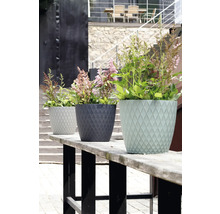 Trei ghivece de flori rotunde cu model în carouri, plantate cu plante perene cu flori pe o bancă de lemn în exterior.