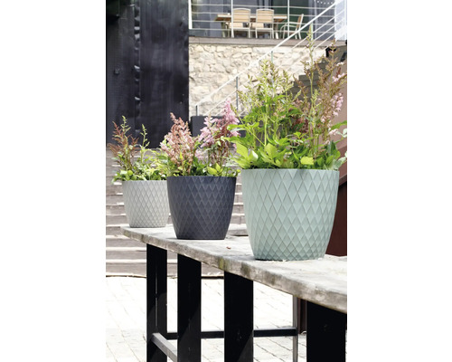 Trei ghivece de flori rotunde cu model în carouri, plantate cu plante perene cu flori pe o bancă de lemn în exterior.