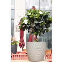 Gardenie cu flori albe într-un ghiveci gri cu model de romburi pe o terasă.