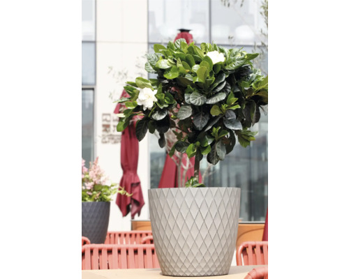 Gardenie cu flori albe într-un ghiveci gri cu model de romburi pe o terasă.