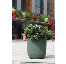 Plantă verde cu flori albe într-un ghiveci rotund, texturat, verde, de exterior, pe o terasă de piatră.