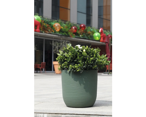 Plantă verde cu flori albe într-un ghiveci rotund, texturat, verde, de exterior, pe o terasă de piatră.