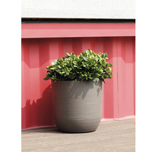 Ghiveci rotund texturat cu o plantă pe o terasă din lemn.