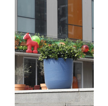 Ghiveci albastru texturat cu o plantă verde pe o margine de piatră în exterior în fața unei clădiri moderne.