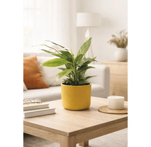 Crinul păcii Spathiphyllum într-un ghiveci de ceramică galben pe o măsuță de cafea din lemn într-o sufragerie luminoasă și modernă.