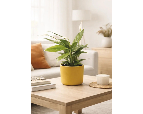 Crinul păcii Spathiphyllum într-un ghiveci de ceramică galben pe o măsuță de cafea din lemn într-o sufragerie luminoasă și modernă.