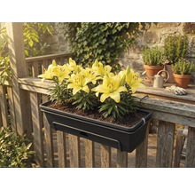 Ghiveci de balcon gri închis cu crini galbeni, fixat pe o balustradă de lemn pe o terasă.