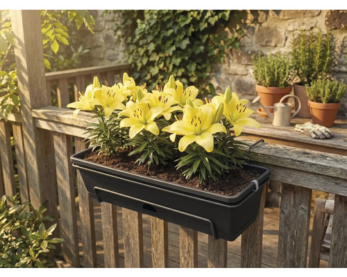 Ghiveci de balcon gri închis cu crini galbeni, fixat pe o balustradă de lemn pe o terasă.