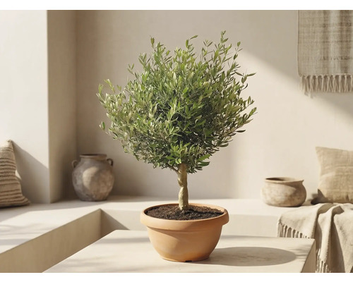 Măslin în ghiveci de teracotă într-o cameră luminoasă în stil mediteranean, cu vaze din ceramică.