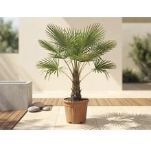 Palmier Trachycarpus fortunei într-un ghiveci pe o terasă luminoasă cu pardoseală din lemn.