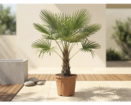 Palmier Trachycarpus fortunei într-un ghiveci pe o terasă luminoasă cu pardoseală din lemn.