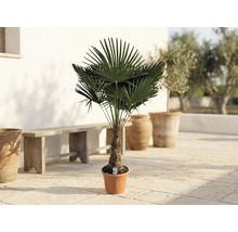 Palmier Trachycarpus fortunei în ghiveci pe o terasă cu o bancă din lemn și ghivece din teracotă.